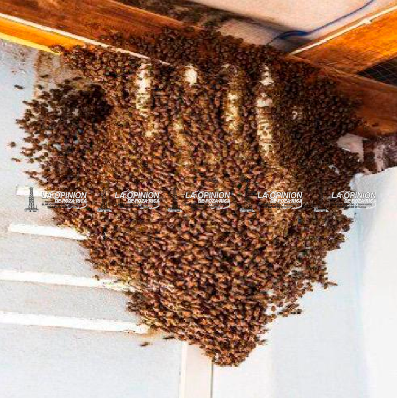 Aumenta migración de enjambres de abejas por ola de calor
