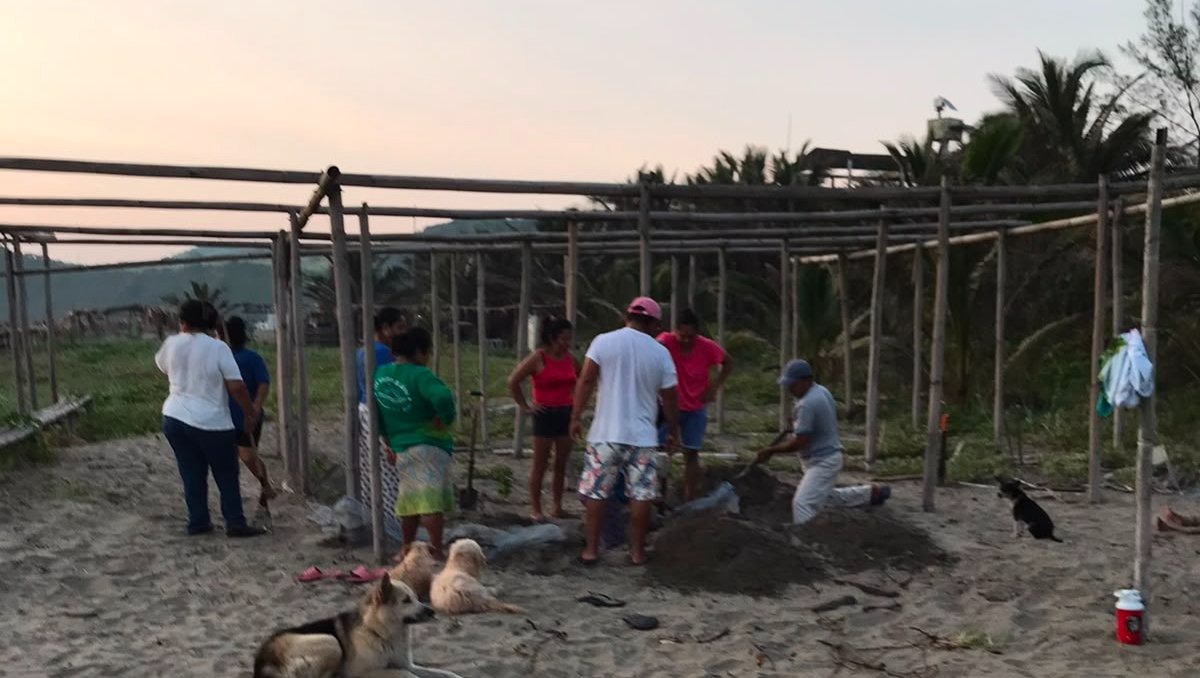 Campamento tortuguero de Los Tuxtlas lanzan colecta para financiar operativos de conservación