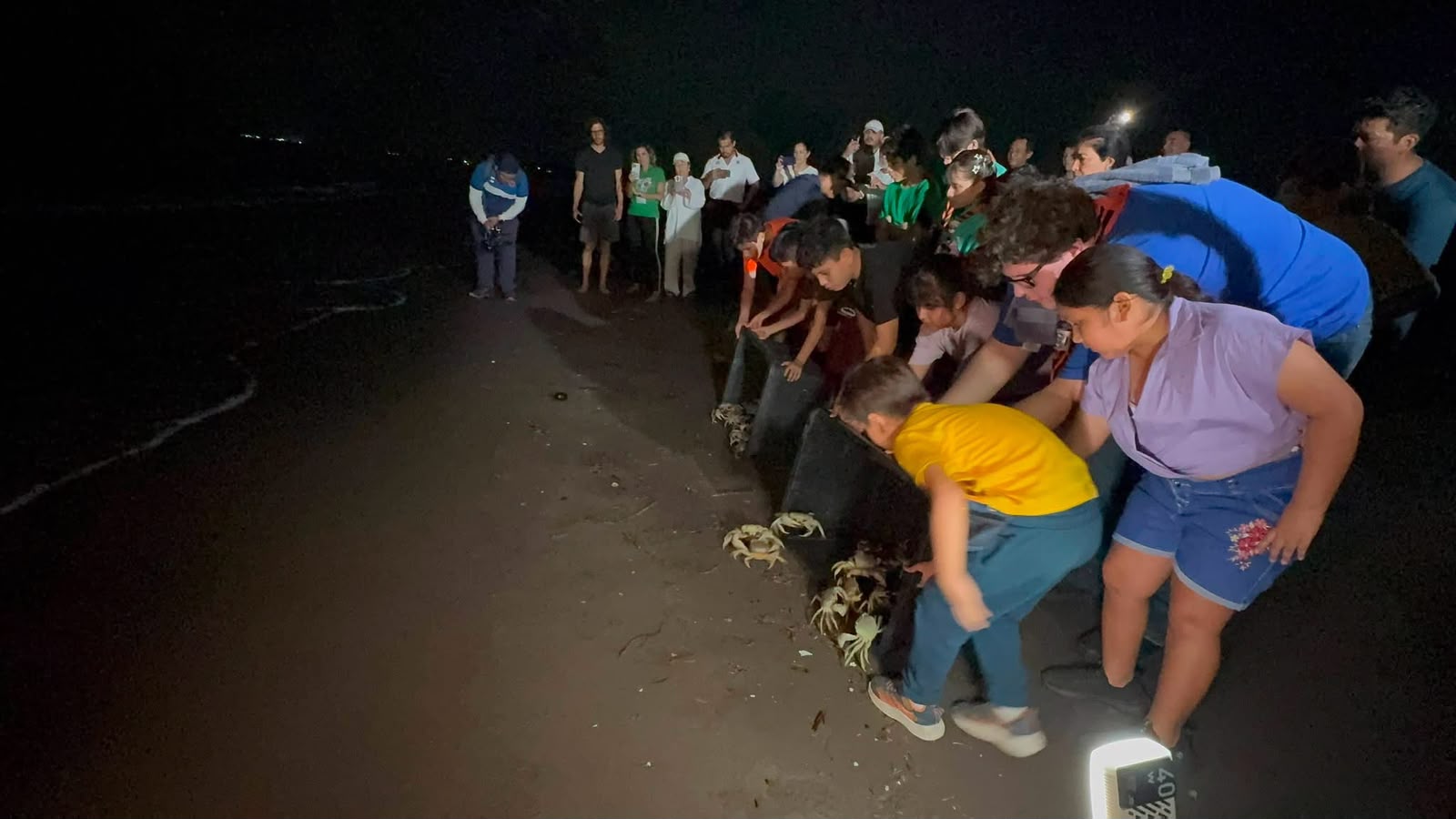 Santuario en marcha, voluntarios salvan a 257 cangrejos azules