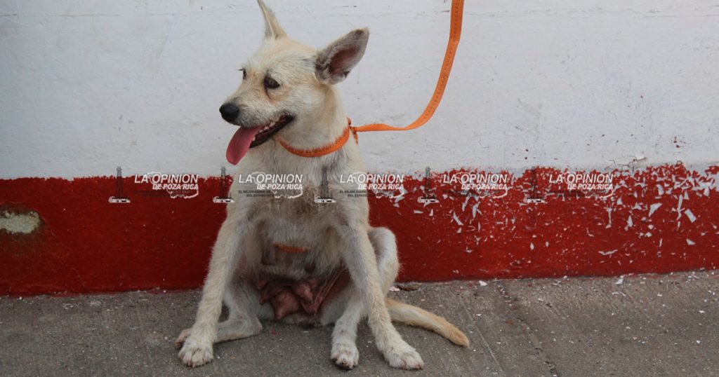 Invita Ayuntamiento a la convivencia de adopción de mascotas Invita Ayuntamiento a la convivencia de adopción de mascotas