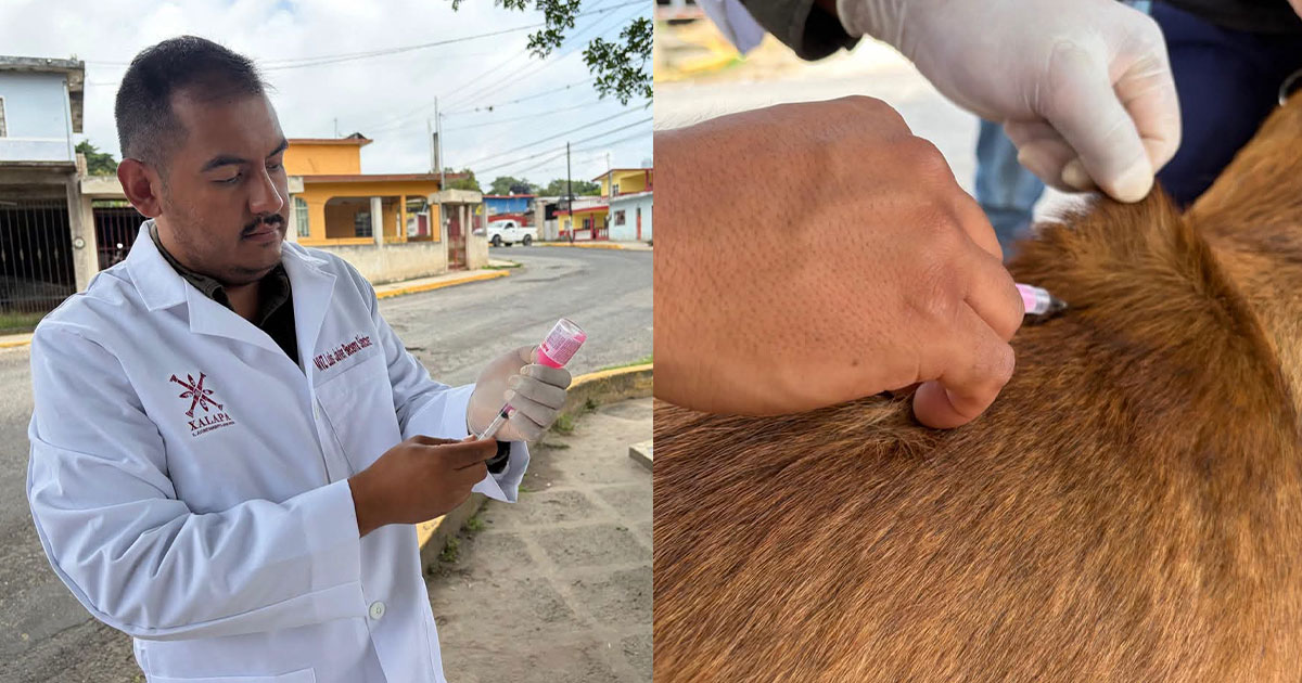 Más de 3 mil mascotas han sido vacunadas contra la rabia en Xalapa Más de 3 mil mascotas han sido vacunadas contra la rabia en Xalapa