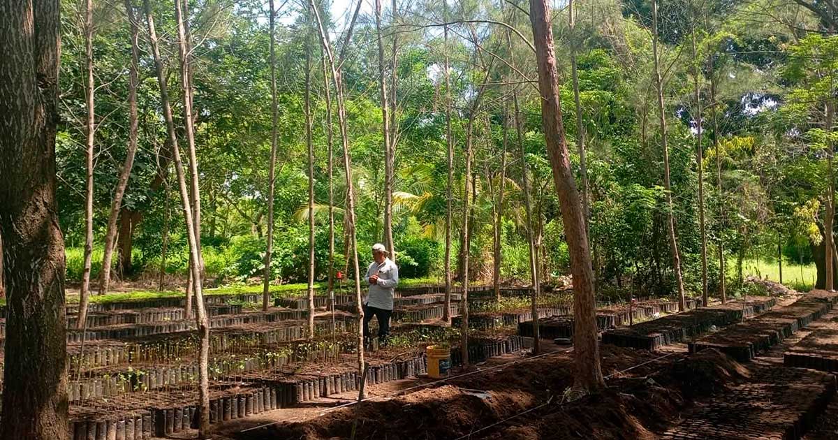 Impulsa Ayuntamiento de Tecolutla reforestación en Boca de Lima con la entrega de mil árboles Impulsa Ayuntamiento de Tecolutla reforestación en Boca de Lima con la entrega de mil árboles
