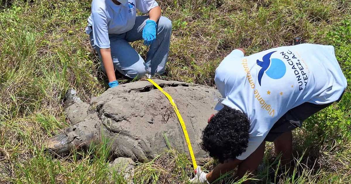 Hallan sin vida a una tortuga verde macho adulta en playas de Nautla; habría sido impactada por una embarcación Hallan sin vida a una tortuga verde macho adulta en playas de Nautla; habría sido impactada por una embarcación