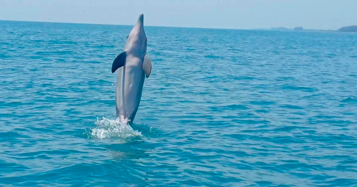 Fundación Yépez localiza colonias de delfines en las costas de Nautla y fortalece su monitoreo Fundación Yépez localiza colonias de delfines en las costas de Nautla y fortalece su monitoreo