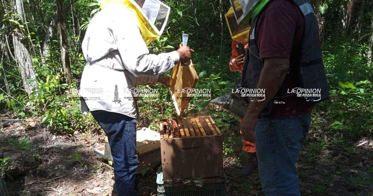 Cambio climático reduce 50% la producción de miel Cambio climático reduce 50% la producción de miel