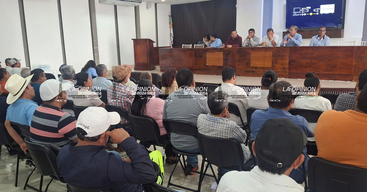 Afecta el HLB más del 65% de huertos citrícolas, alertan Afecta el HLB más del 65% de huertos citrícolas, alertan