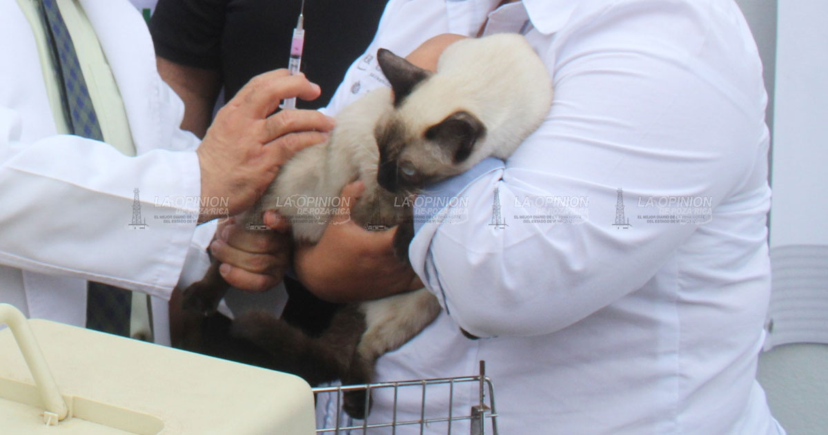 Invitan a vacunar a las mascotas contra la rabia