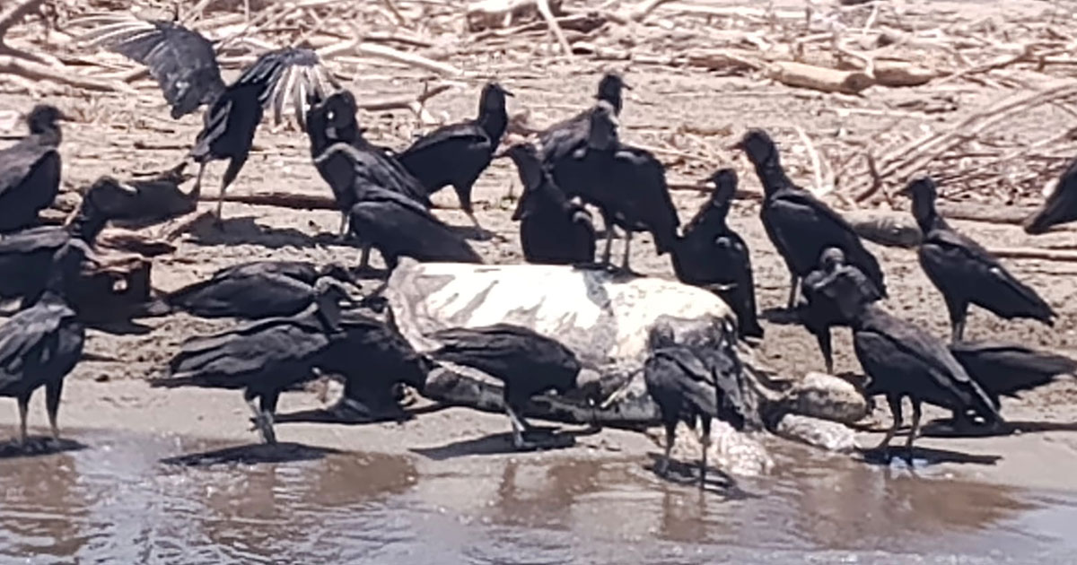 Alertan por pesca ilegal de robalo en Tecolutla; hallan tortuga muerta entre redes clandestinas Alertan por pesca ilegal de robalo en Tecolutla; hallan tortuga muerta entre redes clandestinas
