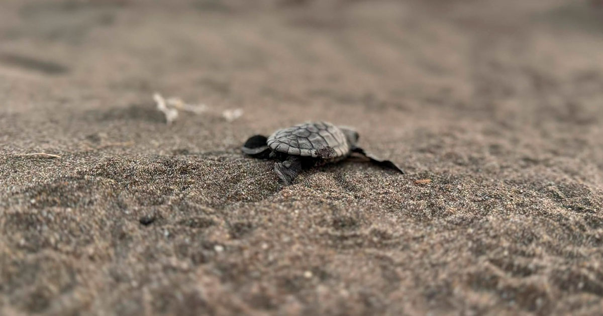 Llaman a proteger las zonas de anidación de tortugas marinas en playas de Nautla Llaman a proteger las zonas de anidación de tortugas marinas en playas de Nautla