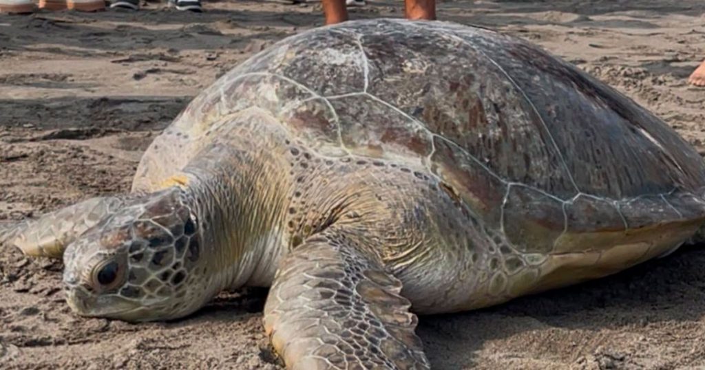 Llaman a proteger las zonas de anidación de tortugas marinas en playas de Nautla Llaman a proteger las zonas de anidación de tortugas marinas en playas de Nautla