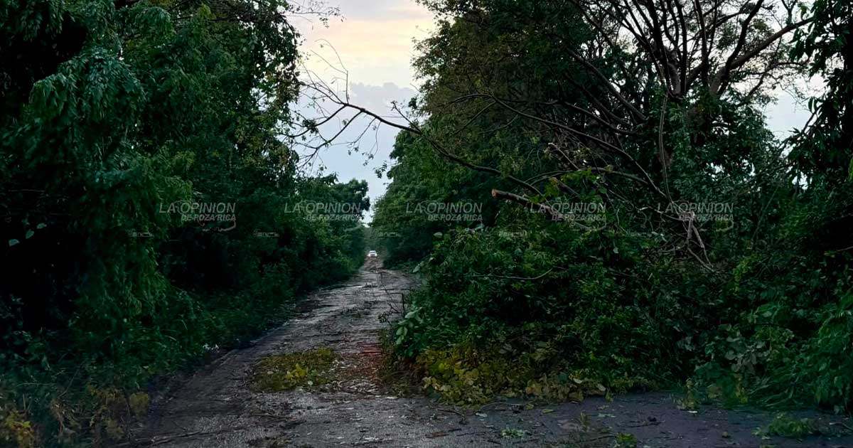 Árboles caídos y cortes de energía tras tormenta