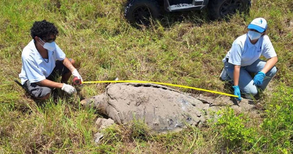 Hallan sin vida a una tortuga verde macho adulta en playas de Nautla; habría sido impactada por una embarcación Hallan sin vida a una tortuga verde macho adulta en playas de Nautla; habría sido impactada por una embarcación