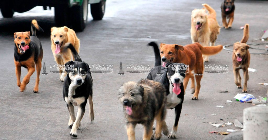 Invita Ayuntamiento a la convivencia de adopción de mascotas Invita Ayuntamiento a la convivencia de adopción de mascotas