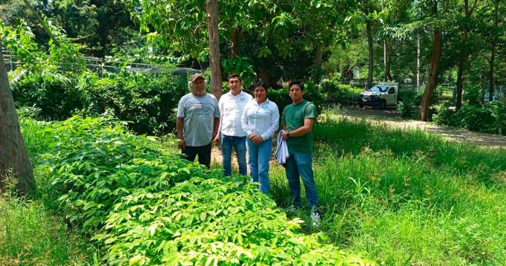 Impulsa Ayuntamiento de Tecolutla reforestación en Boca de Lima con la entrega de mil árboles Impulsa Ayuntamiento de Tecolutla reforestación en Boca de Lima con la entrega de mil árboles