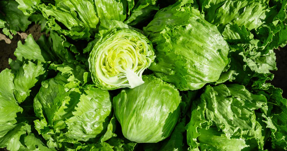Retiran lechuga mexicana de Taco Bell en EE. UU. por brote de enfermedad intestinal Retiran lechuga mexicana de Taco Bell en EE. UU. por brote de enfermedad intestinal