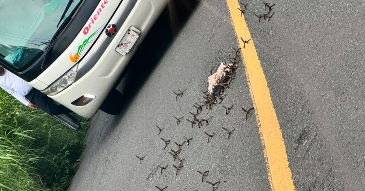 Reportan ponchallantas en la carretera Cerro Azul–Potrero del Llano Reportan ponchallantas en la carretera Cerro Azul–Potrero del Llano