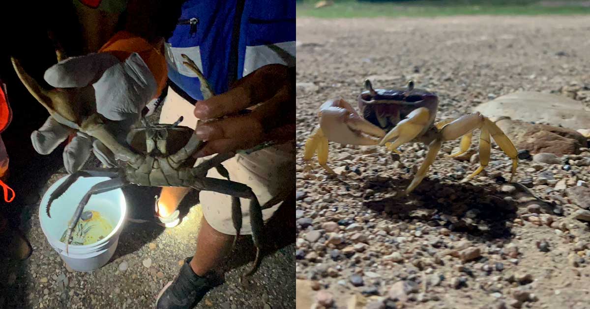 Denuncian presunta captura ilegal de cangrejo azul durante la veda