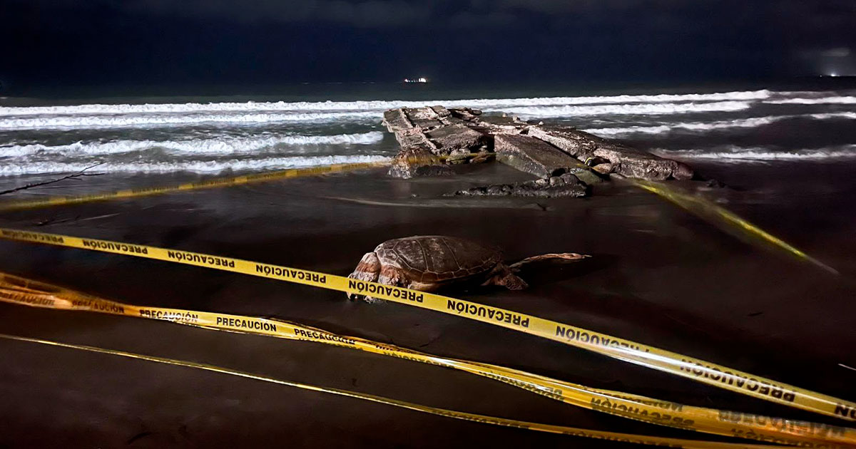 Hallan tortuga marina sin vida en Playa Mocambo