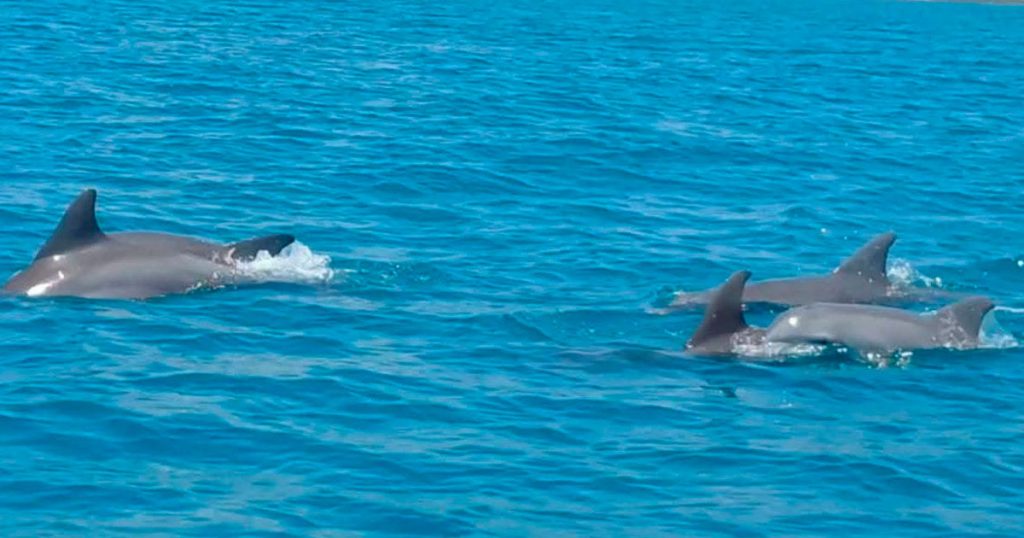 Fundación Yépez localiza colonias de delfines en las costas de Nautla y fortalece su monitoreo Fundación Yépez localiza colonias de delfines en las costas de Nautla y fortalece su monitoreo