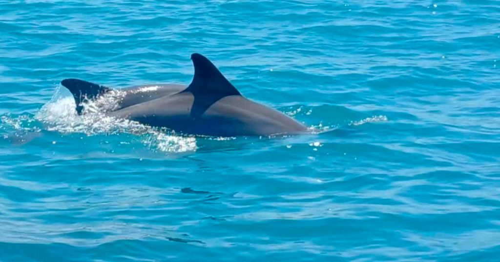 Fundación Yépez localiza colonias de delfines en las costas de Nautla y fortalece su monitoreo Fundación Yépez localiza colonias de delfines en las costas de Nautla y fortalece su monitoreo