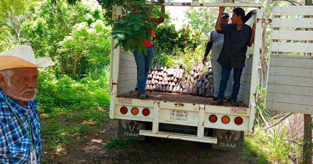 Impulsa Ayuntamiento de Tecolutla reforestación en Boca de Lima con la entrega de mil árboles Impulsa Ayuntamiento de Tecolutla reforestación en Boca de Lima con la entrega de mil árboles