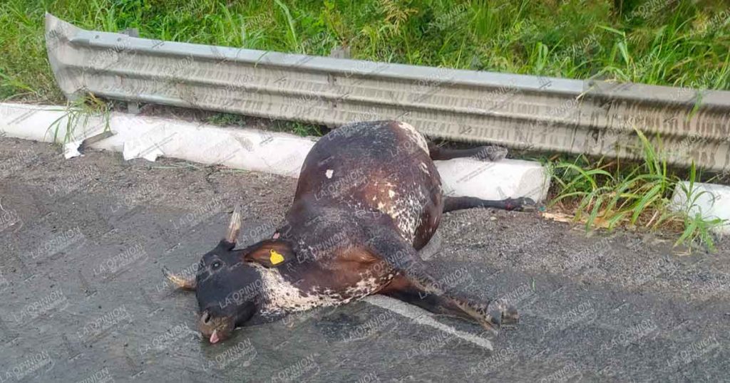 Vaca provoca accidente y desata momentos de tensión en la Tuxpan-Tihuatlán