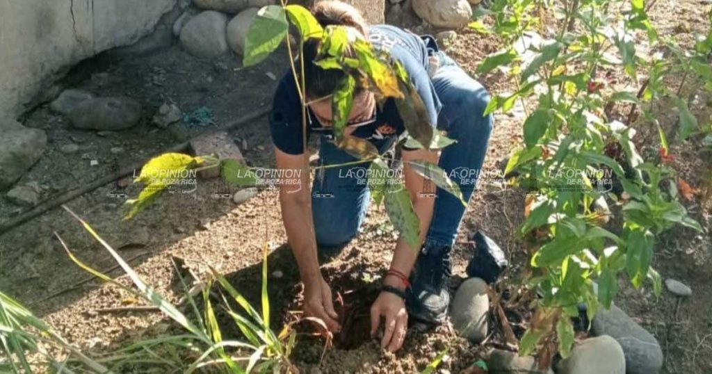 Llevan Jornada de reforestación al Ejido Cerro del Mesón