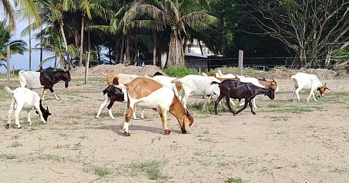 Advierten multas por maltrato animal en playas