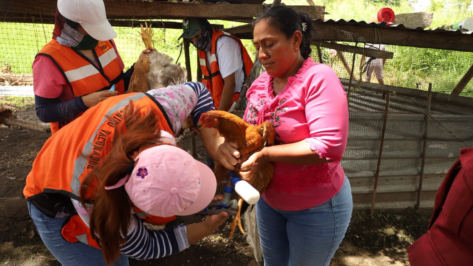 Blindan aves de traspatio en Medellín de Bravo, arrancan vacunación masiva contra el Newcastle