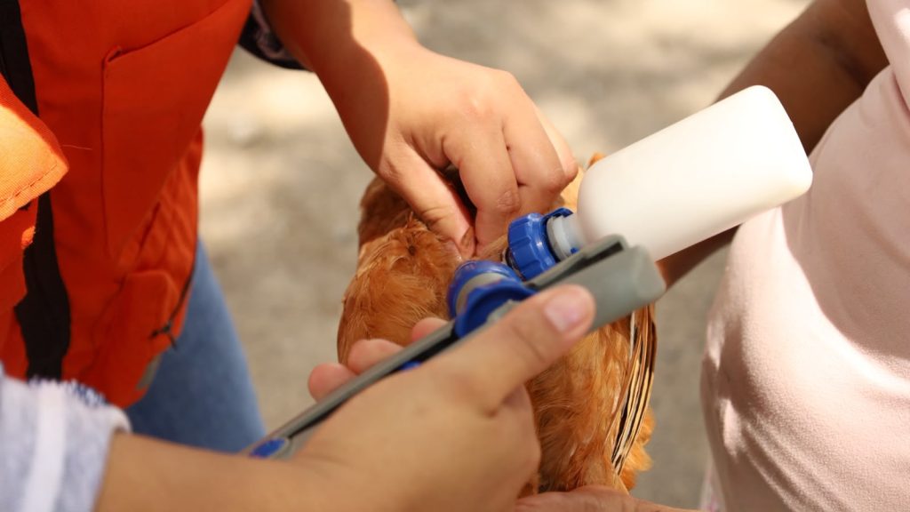 Blindan aves de traspatio en Medellín de Bravo, arrancan vacunación masiva contra el Newcastle