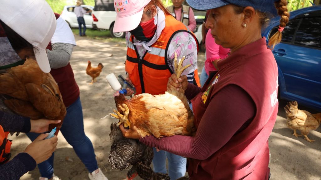 Blindan aves de traspatio en Medellín de Bravo, arrancan vacunación masiva contra el Newcastle
