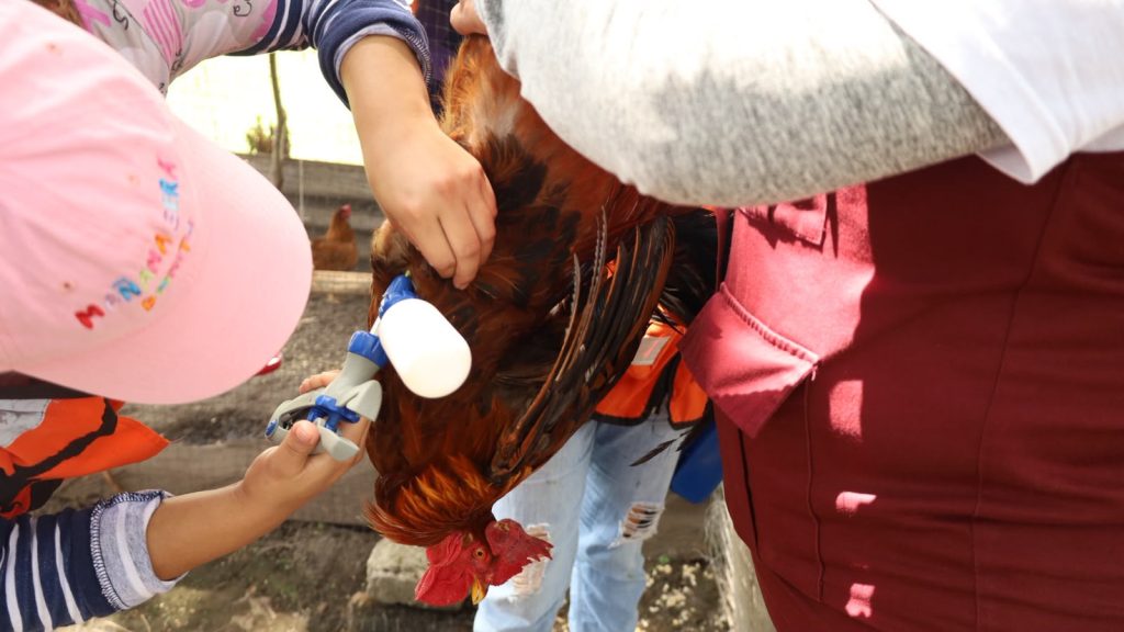 Blindan aves de traspatio en Medellín de Bravo, arrancan vacunación masiva contra el Newcastle