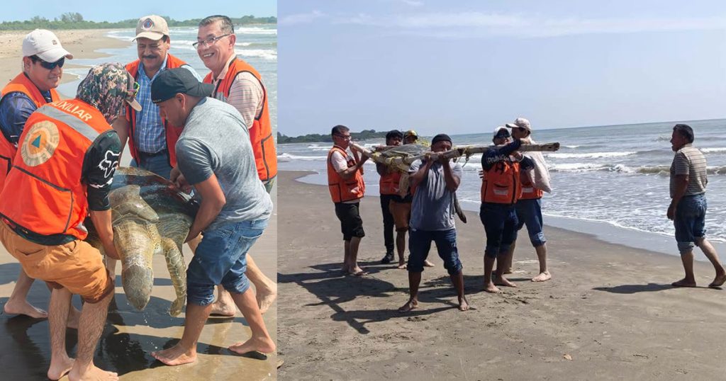 Tortuga verde es localizada varada en Playa Norte de Barra de Cazones Tortuga verde es localizada varada en Playa Norte de Barra de Cazones