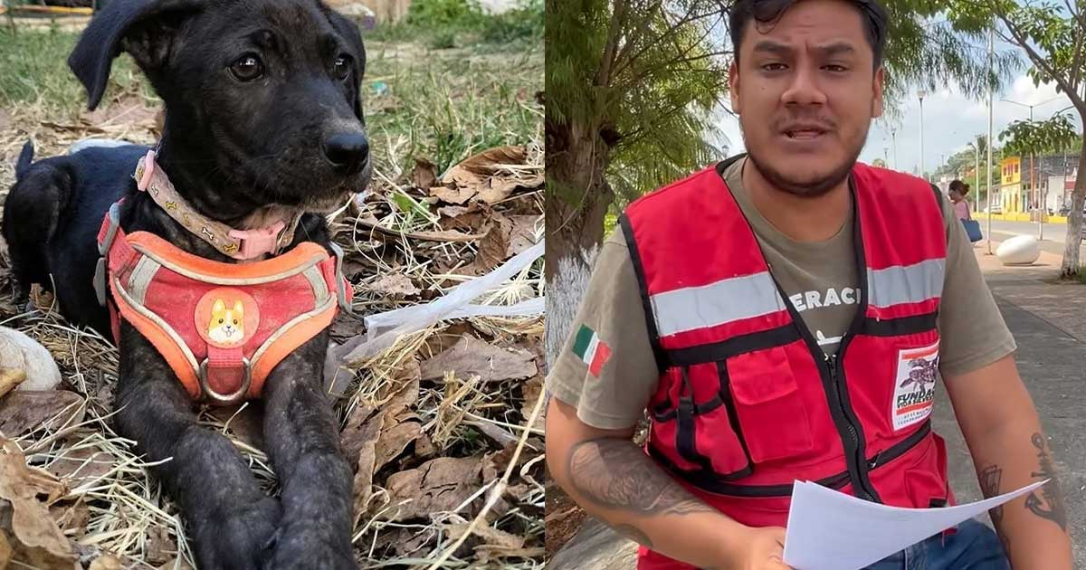 Propuesta de Ley General de Protección de los Animales representaría un retroceso en materia de protección y bienestar animal, advierten Propuesta de Ley General de Protección de los Animales representaría un retroceso en materia de protección y bienestar animal, advierten