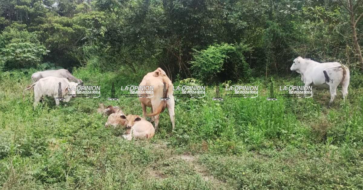 Roban más de 14 novillos y someten a los vaqueros Roban más de 14 novillos y someten a los vaqueros
