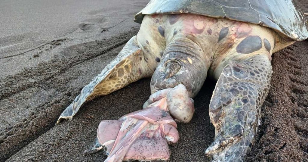 Llama Fundación Yépez a no interferir en la anidación de tortugas Llama Fundación Yépez a no interferir en la anidación de tortugas