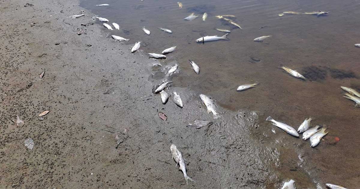 Mortandad de peces golpea laguna veracruzana Mortandad de peces golpea laguna veracruzana