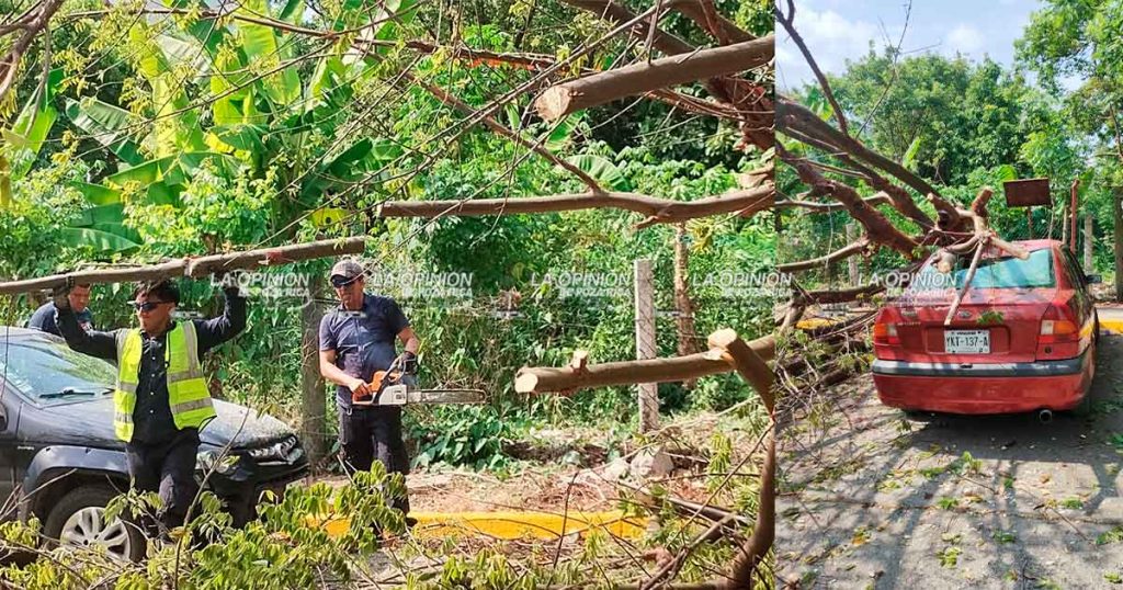 Vientos derriban árbol sobre automóvil en El Vergel; moviliza a Protección Civil Vientos derriban árbol sobre automóvil en El Vergel; moviliza a Protección Civil