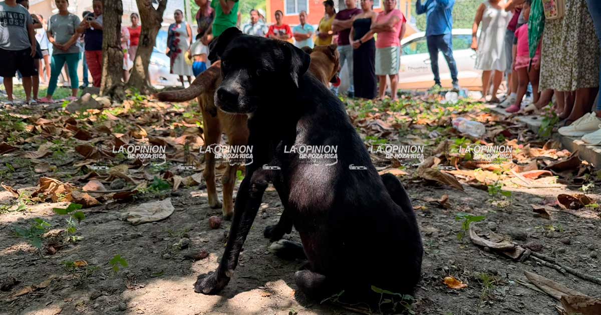 Masacre de animales domésticos alerta a Lomas del Paraíso Masacre de animales domésticos alerta a Lomas del Paraíso