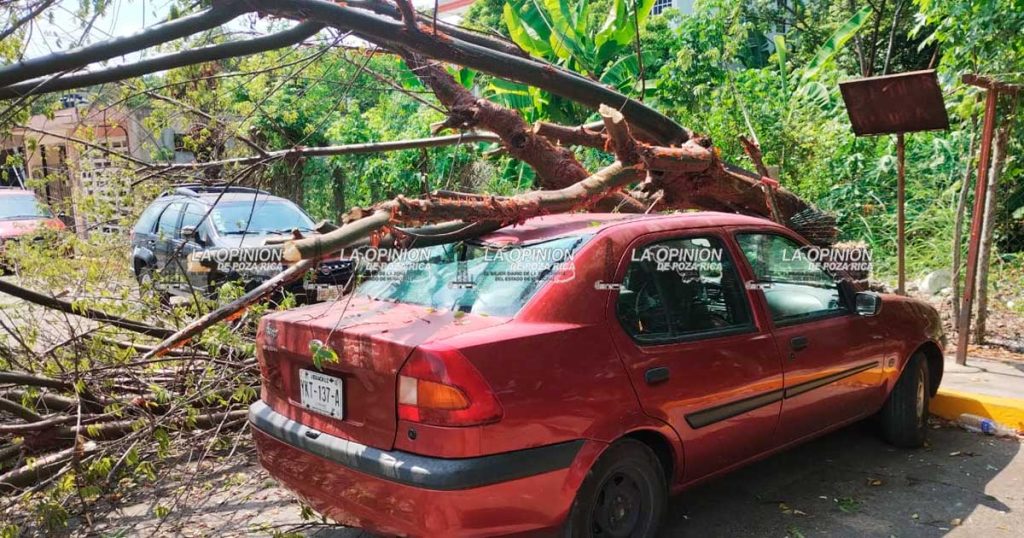 Vientos derriban árbol sobre automóvil en El Vergel; moviliza a Protección Civil Vientos derriban árbol sobre automóvil en El Vergel; moviliza a Protección Civil