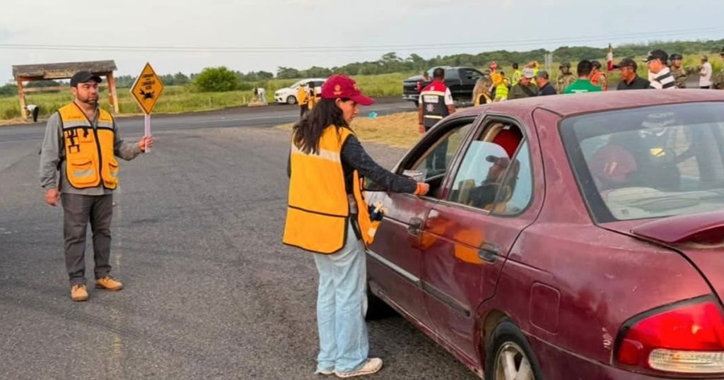 Refuerzan vigilancia para proteger al cangrejo azul en zona costera del norte Refuerzan vigilancia para proteger al cangrejo azul en zona costera del norte