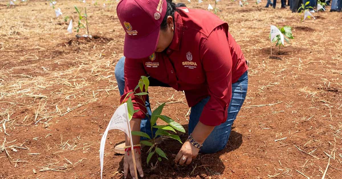 Veracruz impulsa la restauración forestal con 370 mil nuevos árboles Veracruz impulsa la restauración forestal con 370 mil nuevos árboles