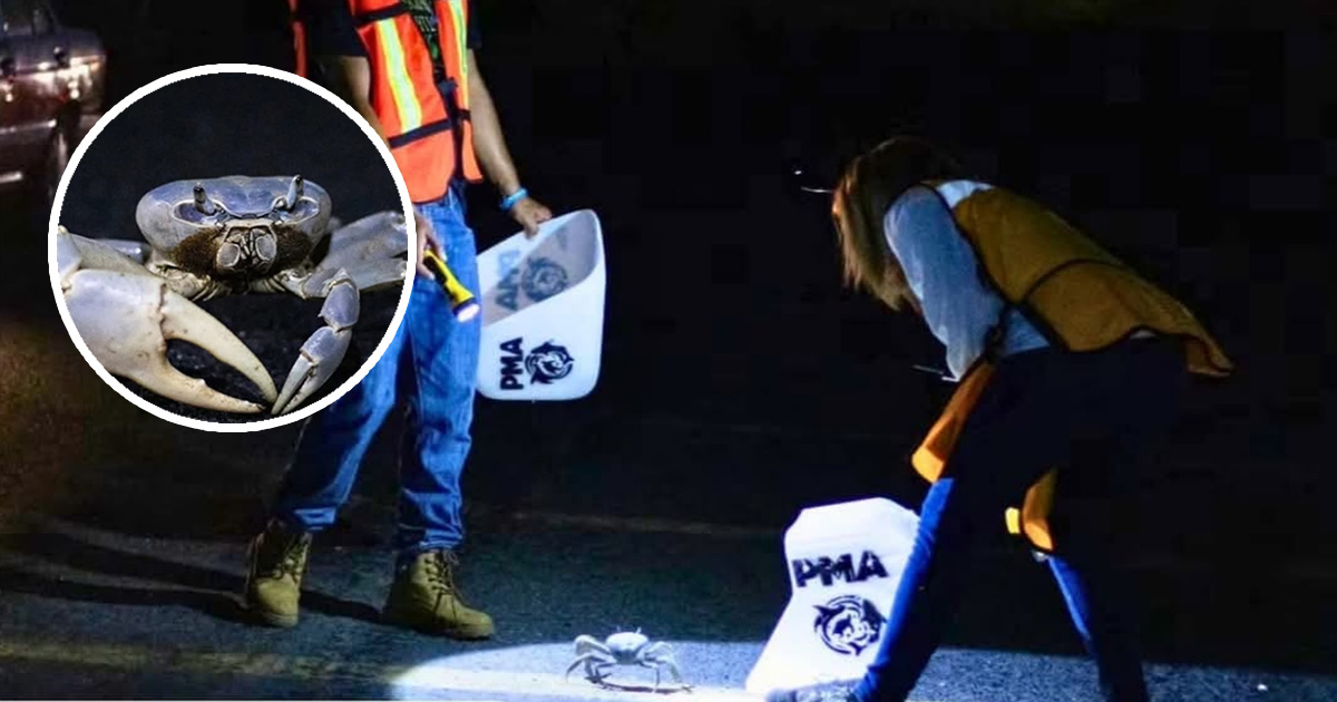 Refuerzan vigilancia para proteger al cangrejo azul en zona costera del norte Refuerzan vigilancia para proteger al cangrejo azul en zona costera del norte