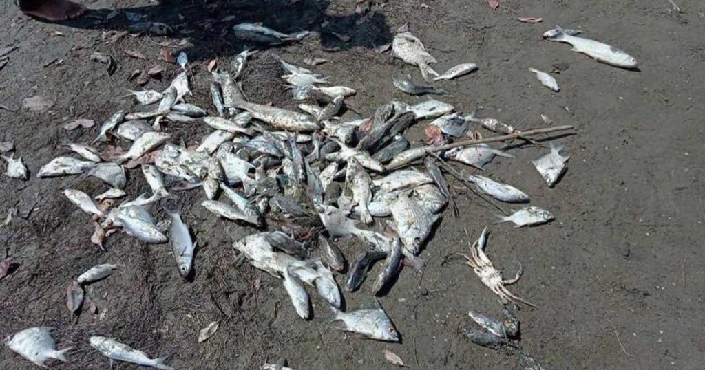 Mortandad de peces golpea laguna veracruzana Mortandad de peces golpea laguna veracruzana