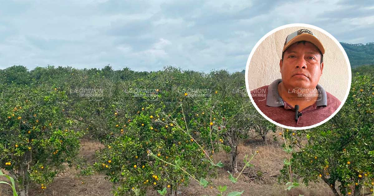 Plagas infestan árboles de naranja y limón; Indican citricultores.