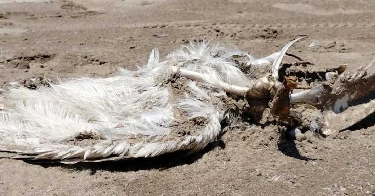 Vigilan rituales con animales en playas