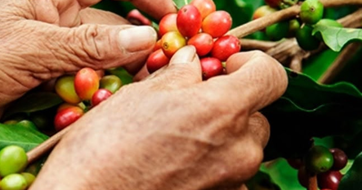 Preocupa a cafetaleros falta de avances para aplicar nueva ley del sector Preocupa a cafetaleros falta de avances para aplicar nueva ley del sector