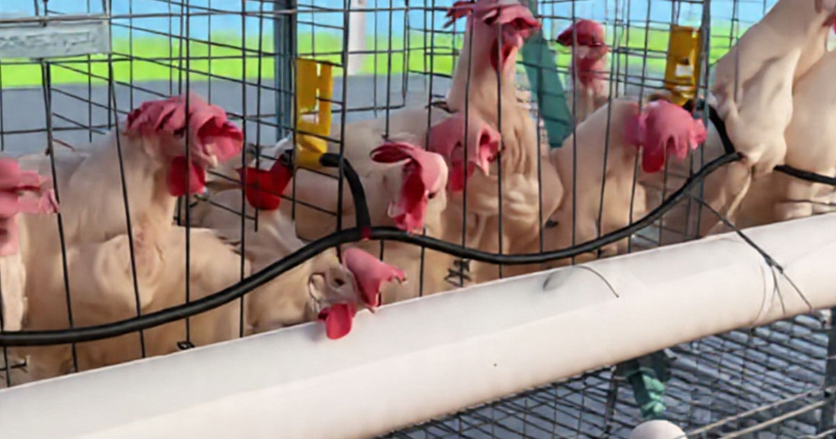 DIF impulsa proyecto de gallinas para ayudar a hogares DIF impulsa proyecto de gallinas para ayudar a hogares