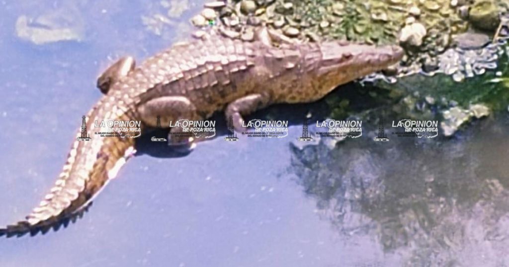 Registran 14 cocodrilos en arroyos de PR Registran 14 cocodrilos en arroyos de PR