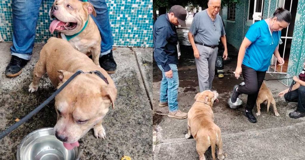 Bomberos rescatan a siete perros durante incendio en Veracruz Bomberos rescatan a siete perros durante incendio en Veracruz